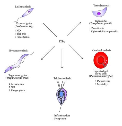 Figure 2 Role Of Leukotrienes On Protozoan And Helminth Infections