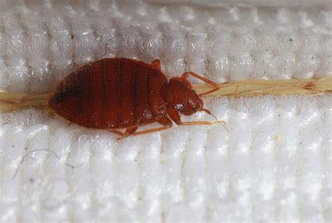 Spotting Bed Bugs 8 Telltale Signs To Look For Bed Bug Signs