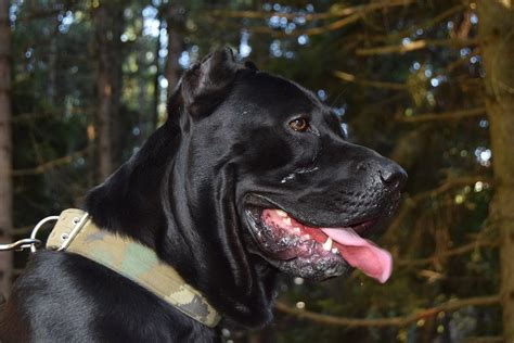 Cane Corso exercise needs and ideas guide - Barkercise