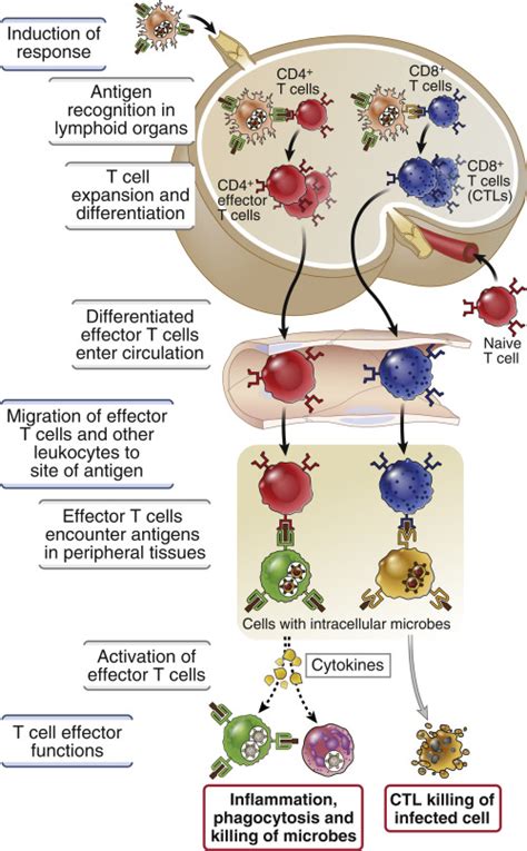 T Cell Mediated Immunity Activation Of T Lymphocytes Basicmedical Key