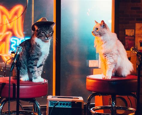 Meet The Supurrstars Behind The Meow Mix® Remix Commercials