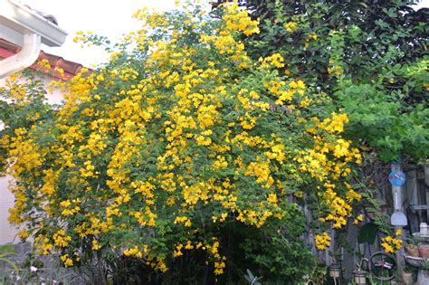 Sep 24, 2021 · native habitat: DragonFly Garden: Yellow Cassia tree in full bloom