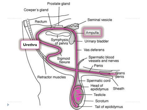 Ppt Male Reproductive Anatomy Of Cattle Powerpoint Presentation Free