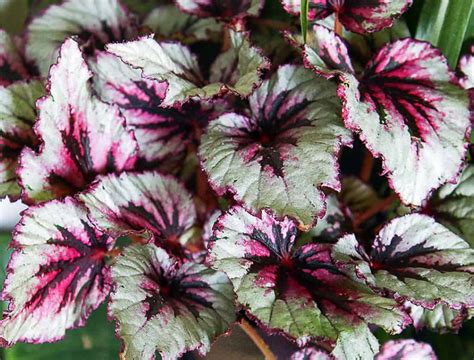 The Kings And Queens Of Foliage Color Rex Begonias