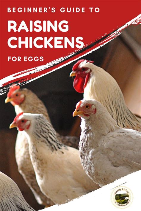 Chicken Questions And Answers Raising Chickens Raising Backyard Chickens Chickens