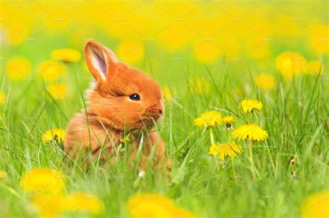 Cute Red Rabbit Sits Among The Yellow Flowers Animal Stock Photos