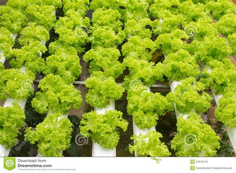 Hydroponic Vegetable Farm Stock Photo Image Of Industry
