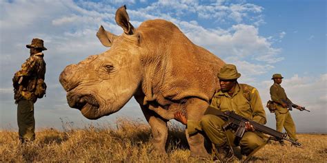 Frsthand And Then We Lost White Rhino Species