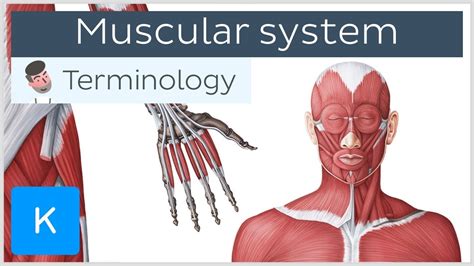 Muscular System Anatomical Terminology For Healthcare Professionals
