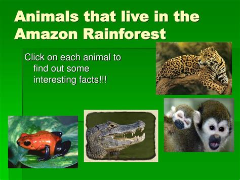 Facts About Animals In The Amazon Rainforest