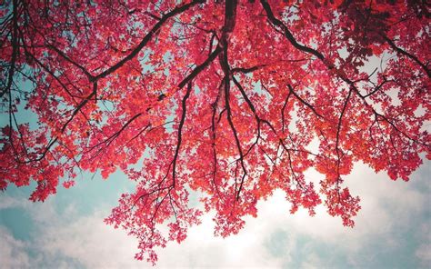 Pink Tree Wallpapers Wallpaper Cave
