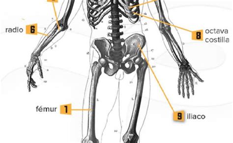 Huesos Mas Importantes Del Esqueleto Humano Esqueleto Humano Otosection