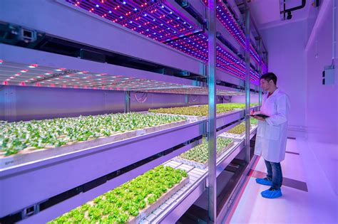 Philips Opens Worlds Largest Indoor Farming Facility In Holland The