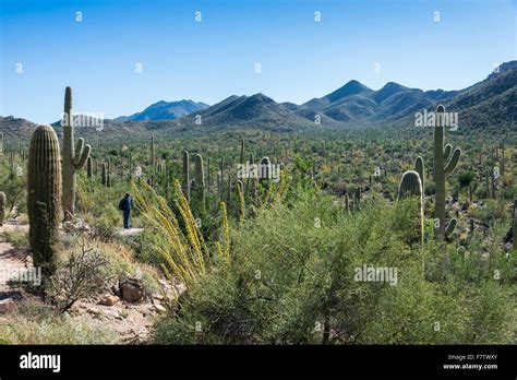 Saguaro National Park Cactus Forest High Resolution Stock Photography