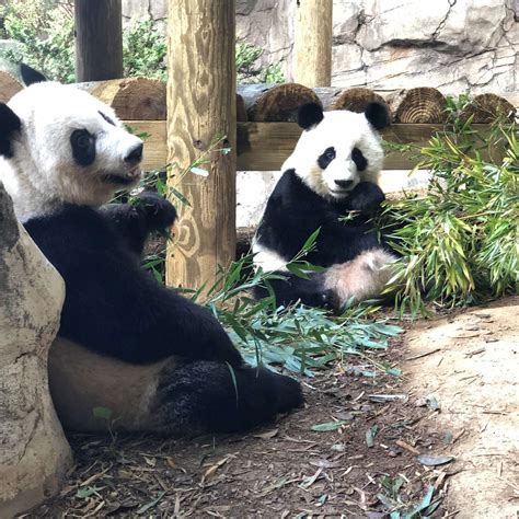 Panda Updates Monday October 14 Zoo Atlanta