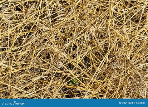 A Layer Of Straw Stock Photo Image Of Abstract Gold 92011524