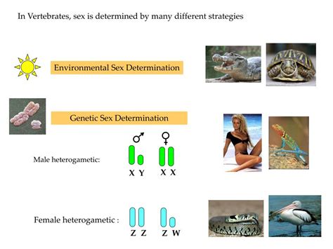 Ppt Sex Chromosome Evolution In Vertebrates Powerpoint Presentation Free Download Id4794122