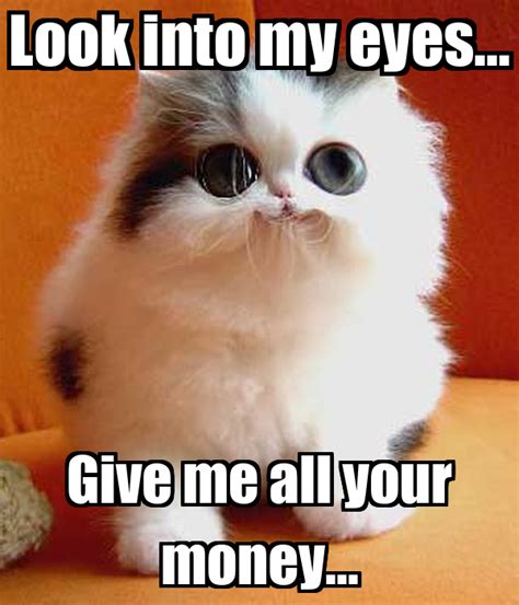 Show Me The Money Cat Meme