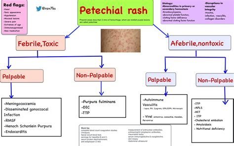 Causes Of Petechial Rash Differential Diagnosis Algorithm Febrile