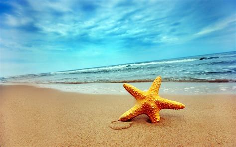 Starfish Backgrounds Wallpaper Cave