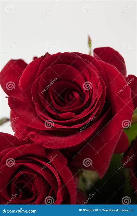 Bunch Of Red Roses Stock Photo Image Of Floral Background 95458210