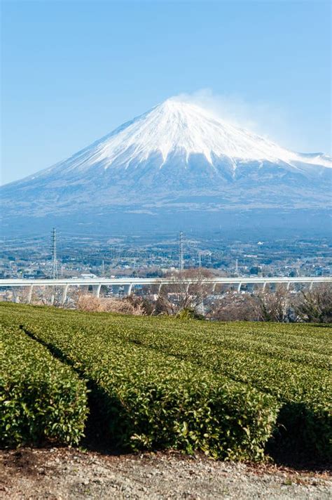Mount Fuji With Snow And Green Tea Plantation In Yamamoto Fujinomiya