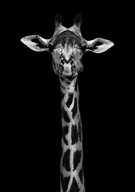 Giraffenporträt Wildphotoart Als Kunstdruck Oder Gemälde