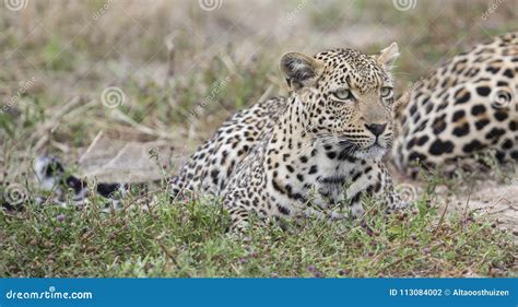 Male And Female Leopard Rest After Mating In Nature Stock Photo Image