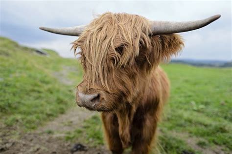 Highland Cattle In Glengorm Isle Of Mull Scotland Highland Cattle