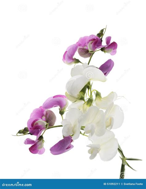 Sweet Pea Flowers Stock Illustration Illustration Of White 51092211