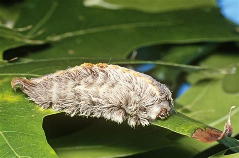 Poisonous Puss Caterpillars Reemerge In Florida As Experts Warn Against