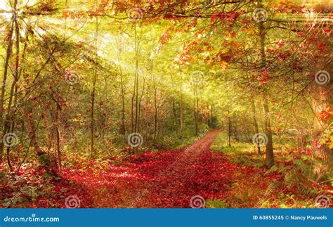 Autumn Forest With Sunbeam Stock Image Image Of Evening 60855245
