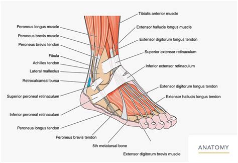 Foot Ankle Orthopedic Associates Of Northern California