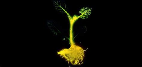 Glowing Trees As Future Streetlights The Environmental Blog