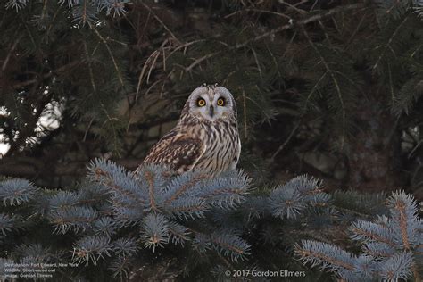 Finding Snowy Owls In New York State — Destination Wildlife™