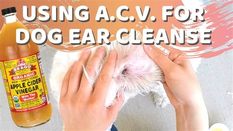 Homemade Dog Ear Cleaner Vinegar Dog Ear Infections What Causes Them