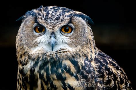 European Eagle Owl Owl Pet Portraits Eagle