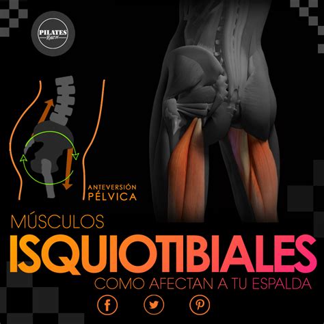 Isquiotibiales Musculos