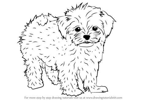 554 x 565 file type: Step by Step How to Draw a Maltese : DrawingTutorials101.com