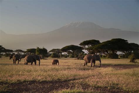 The 25 Best National Parks In Africa For Wildlife Safaris