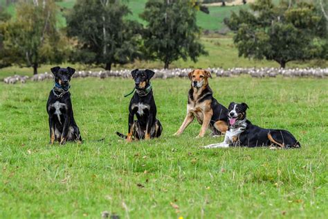 Welcome Rock Tours Life Of A Working Dog Meet The Farm Dogs Of Nz