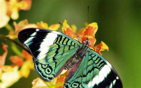 48 Gallery Wallpaper Green Butterfly