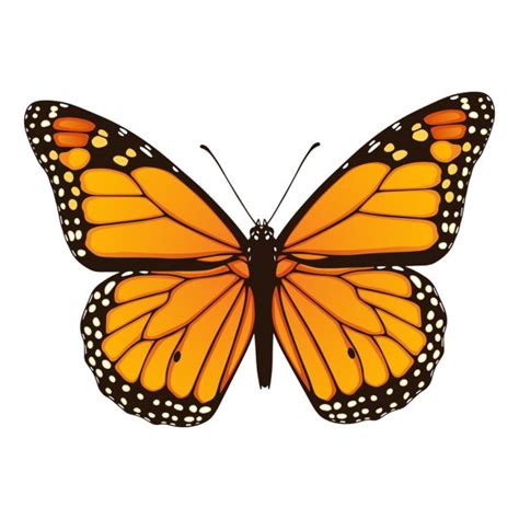 Mariposa monarca Imágenes Vectoriales, Ilustraciones Libres de Regalías de Mariposa monarca ...