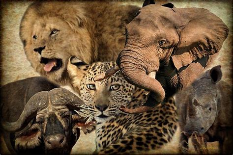 Africas Big Five Posters By Magriet Meintjes Redbubble