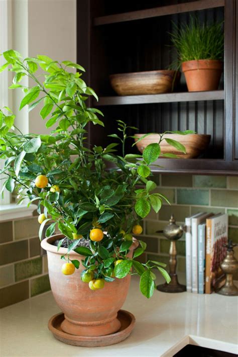 Potted Citrus Plants In The Home Add Some Color In The Cold Winter