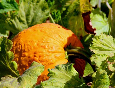 We did not find results for: Pumpkin grown with Chapin Super Tough | Pumpkin, Drip tape