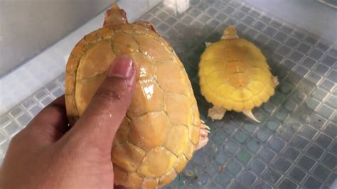 My Male Albino Red Eared Slider Res Turtle Youtube