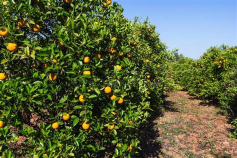 Orchard With Orange Trees Stock Photo Image Of Orange 45018358