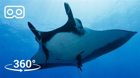 Dive With Giant Manta Rays In Mexico In 3d 360 Our Blue Planet Vr Bbc Earth