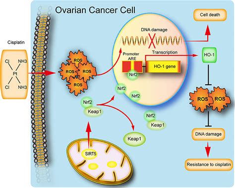 Frontiers Sirt5 Promotes Cisplatin Resistance In Ovarian Cancer By